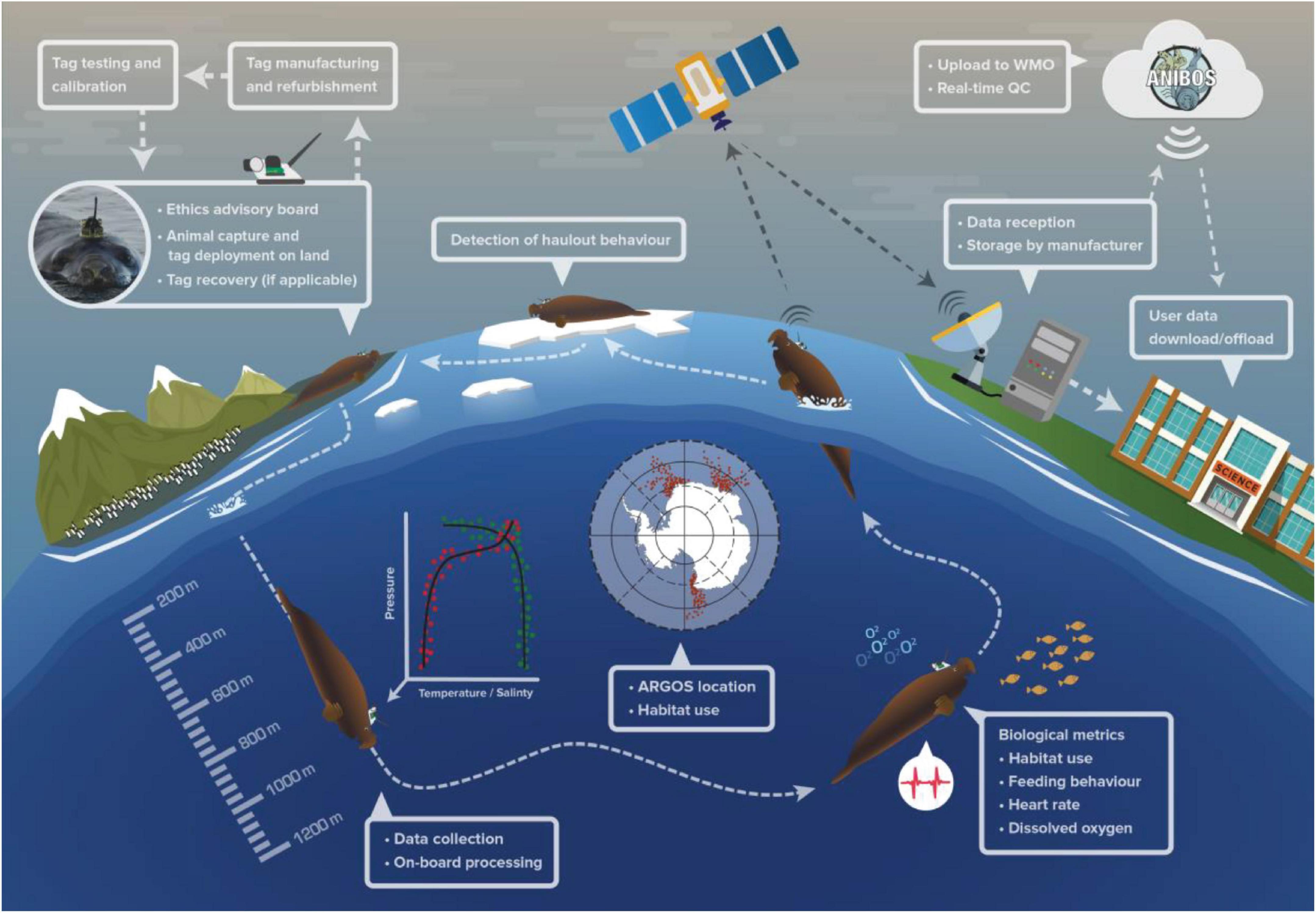 Frontiers | Animal Borne Ocean Sensors – AniBOS – An Essential ...